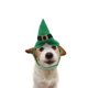 thumbnail image 1 of unbranded Sombrero Ajustable Para Mascotas Color Para Eventos Y Sesiones De, 1 of 6