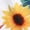Sunflower, variant on Aunavey Kids Girl Summer Floral Halter Ruffled Outfits Tops+Shorts 2PCS-Set