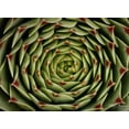 thumbnail image 2 of Vitaly Geyman 44x33 Gallery Wrapped Canvas Wall Art Titled - Floral Labyrinth I Color, 2 of 4