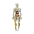 thumbnail image 1 of Modelo de cuerpo humano Juguete de anatomía para niños, órganos extraíbles, modelo de esqueleto Kids Modelo de órgano de torso humano para suministros Transparente, 1 of 9