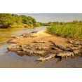 thumbnail image 2 of Jaynes Gallery 14x11 Gold Ornate Wood Framed with Double Matting Museum Art Print Titled - Brazil-Pantanal Group of jacare caiman reptiles and river, 2 of 4