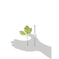 thumbnail image 2 of Prima Marketing Flowers-Paige, 2 of 2