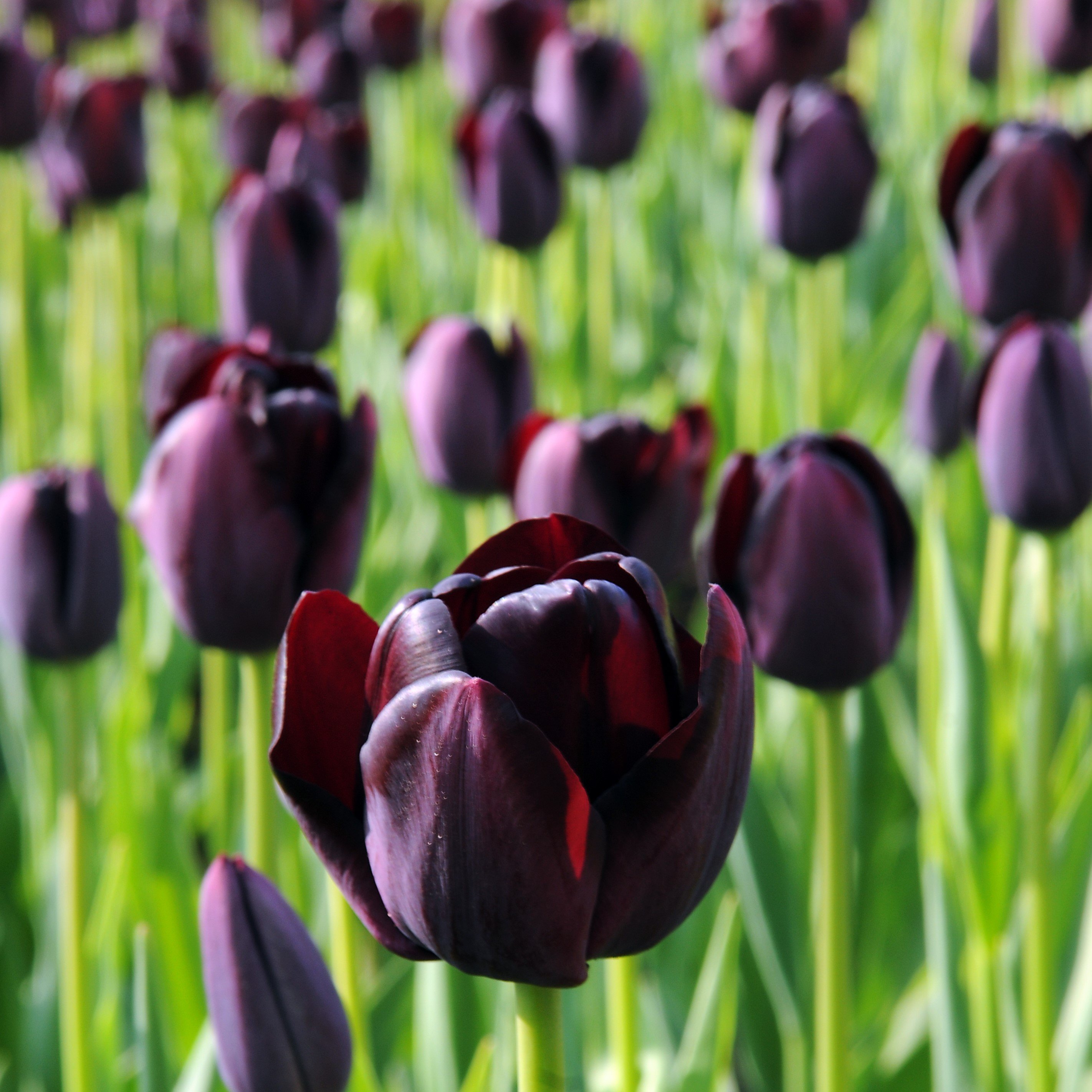 Tulip Flower Bulbs Single Form, Queen of the Night from Easy to Grow Bulbs - image 2 of 2