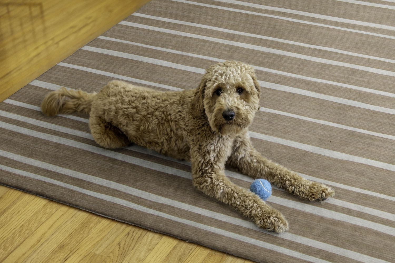 Tapis d'extérieur lavable Weston beige & ivoire 5 pi x7 pi