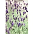 thumbnail image 2 of Telik, Tracey 13x18 White Modern Wood Framed Museum Art Print Titled - Lavenders In the Field, 2 of 4