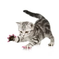 thumbnail image 4 of Tapa De Uña De Gato, Buen Accesorio De Aseo, Dos Opciones De Color, Cubierta De Uña De Gato No Tóxica, Mascotas Para Gatos, 4 of 7