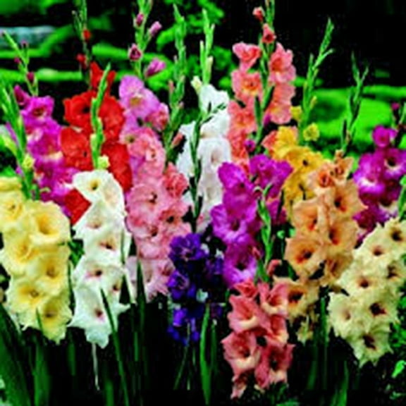 GLADIOLUS, BULB (10 PACK) PASTEL MIXED , MIXED PERENNIAL GLADIOLUS BULBS, FLOWERS