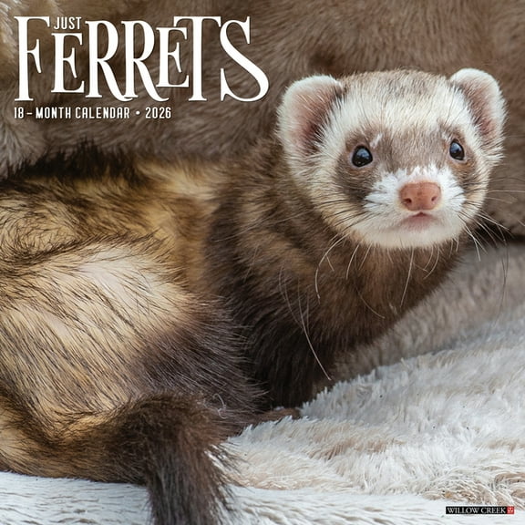 Ferrets 2026 Wall Calendar, (Paperback)