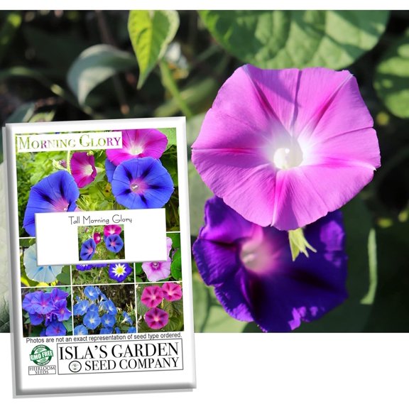 Tall Morning Glory Seed Mix - Ipomoea purpurea | 100  Non-GMO Heirloom Flower Seeds Per Packet | Perfect for Home Gardens & Gifts | Isla's Garden Seeds