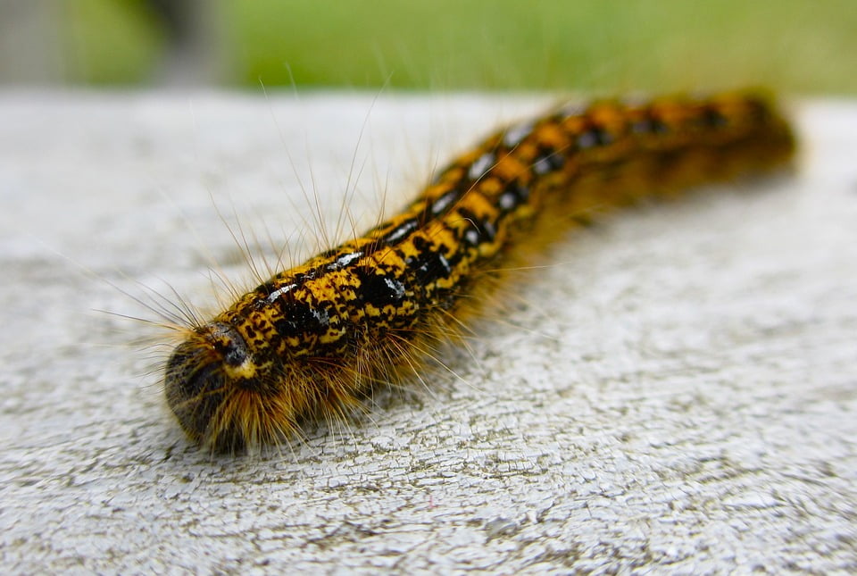 Fuzzy Caterpillar Animal Closeup Nature Insect20 Inch By 30 Inch Laminated Poster With Bright