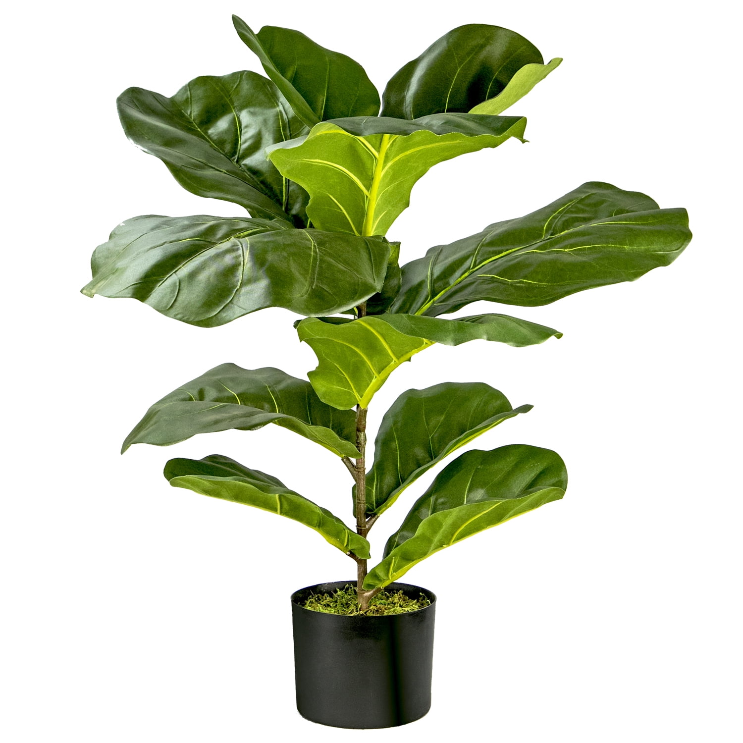 Artificial Plant, 2.5ft Fiddle Leaf Fig  Plant in a Plastic Black Grower's Pot by LCG Florals, Faux Designer Fake Indoor Plant for Living Room, Office, and Home Décor