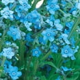 thumbnail image 3 of Burpee Firmament Chinese Forget-Me-Not Flower Seed, 1-Pack, 3 of 5