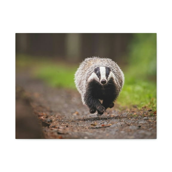 Badger Hunting Badger on Hunt Print Animal Wall Art Wildlife Canvas Prints Wall Art Ready to Hang Unframed