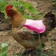 thumbnail image 2 of Delantales de duraderos, sillas de para pollo, Protector de espalda de protección de plumas, correa elástica de gallo, chaqueta Sunnimix lomos de pollo, 2 of 8