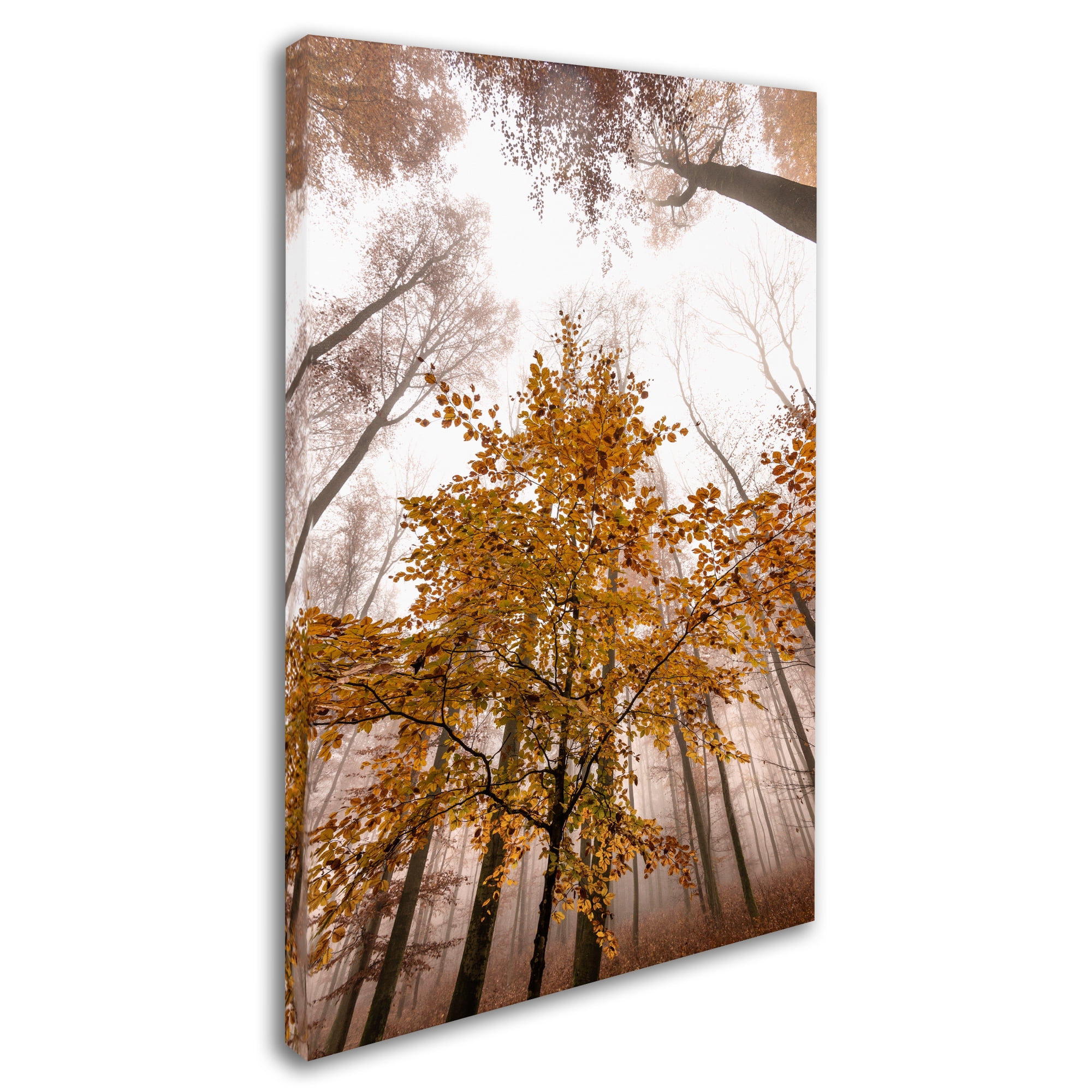 Trademark Fine Art "Foggy Days" Canvas Art by Philippe Sainte-Laudy
