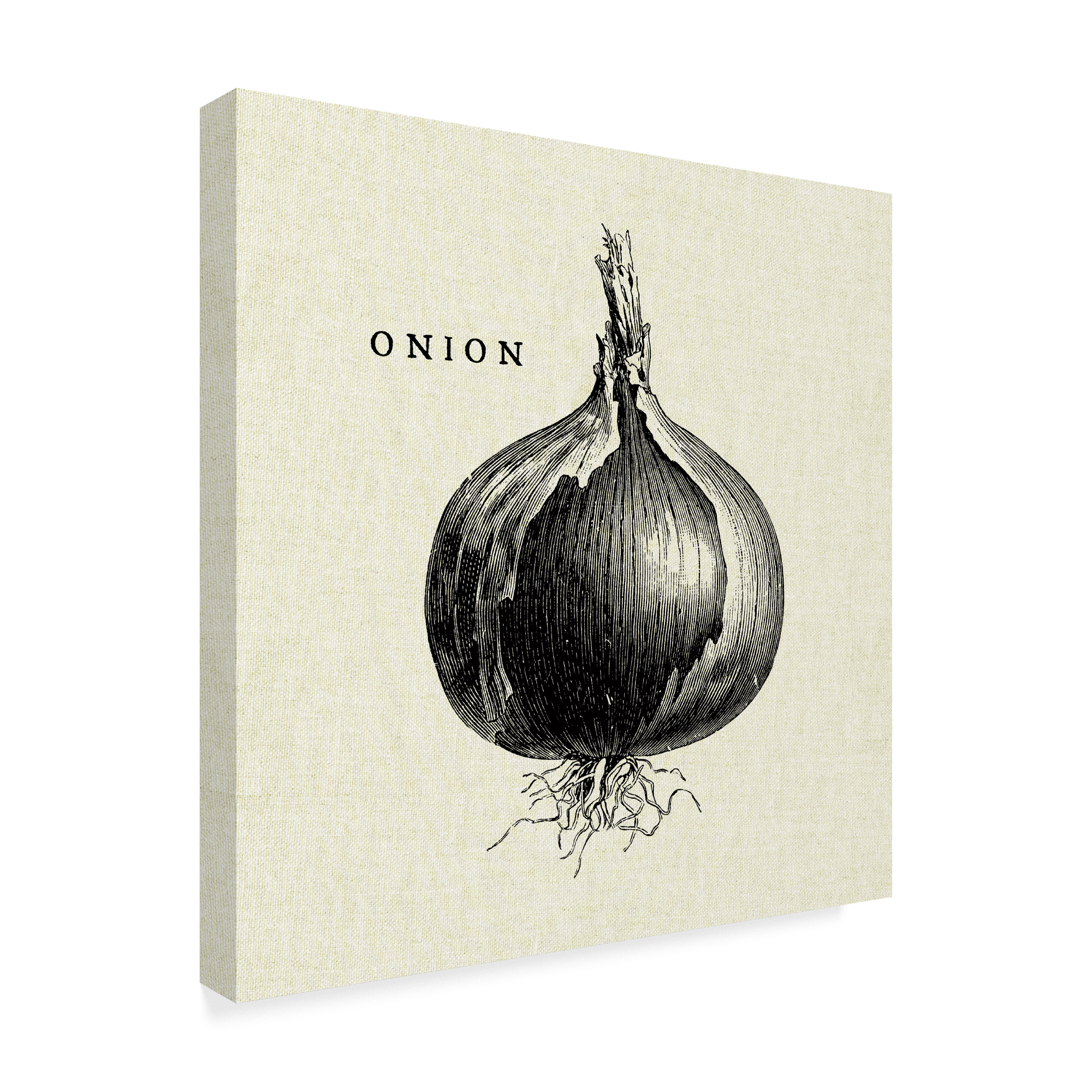 Trademark Fine Art 'Linen Vegetable BW Sketch Onion' Canvas Art by Studio Mousseau