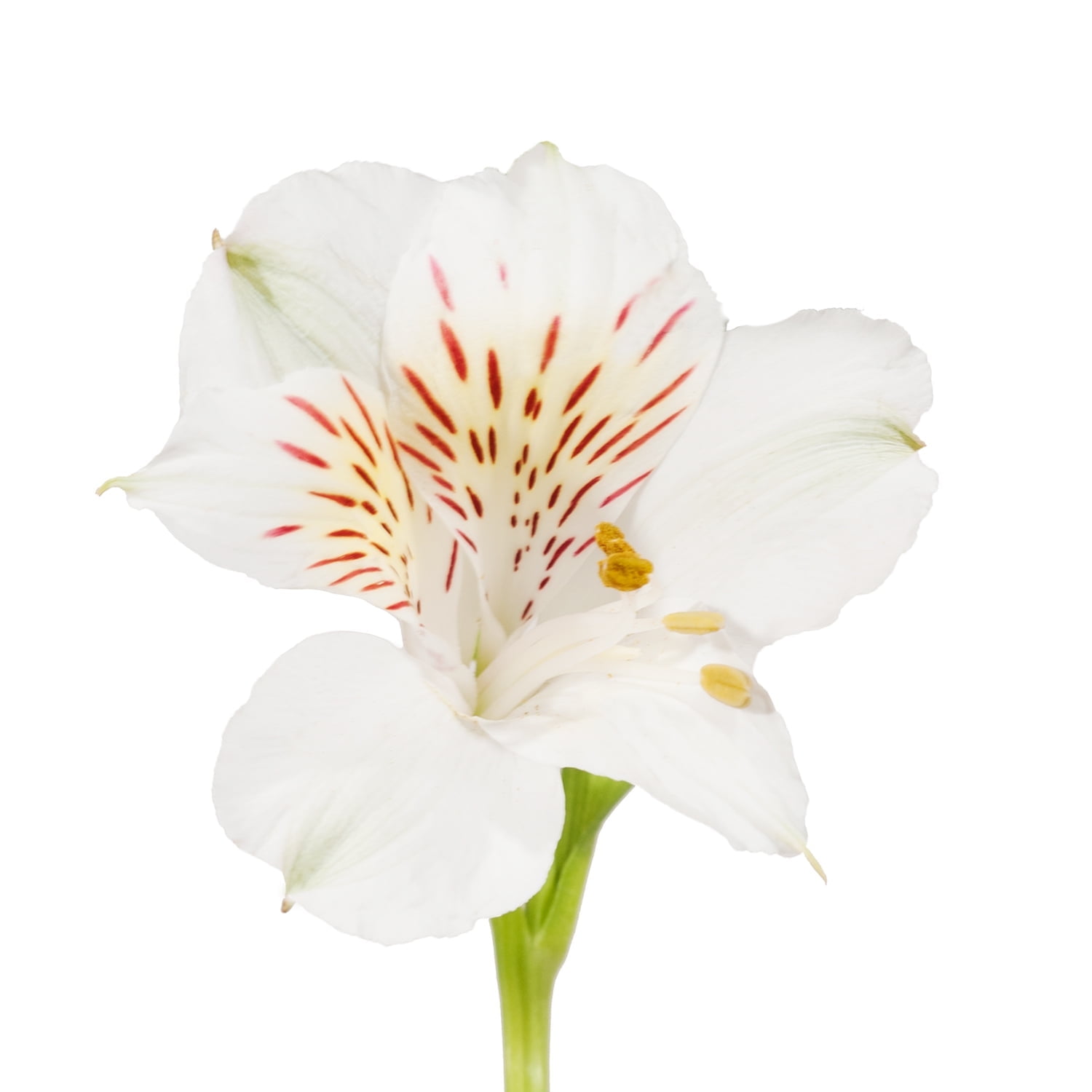 Bloomingmore, Fresh Cut Flowers, White Alstroemeria - 50 Stems