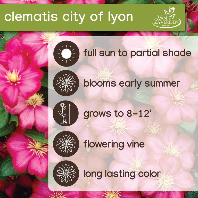 Expert Gardener Clematis City of Lyon (1 Dormant Bare Plant Root