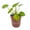 1 Plant, variant on Chinese Money Plant - 1 Live Starter Plant - Pilea Peperomioides - Compact Rounded Coin Leaf Easy Care Sculptural Houseplant