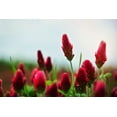 thumbnail image 2 of 3000 CRIMSON CLOVER (Carnation, French, or Italian Clover) Trifolium Incarnatum Flower Seeds, 2 of 10