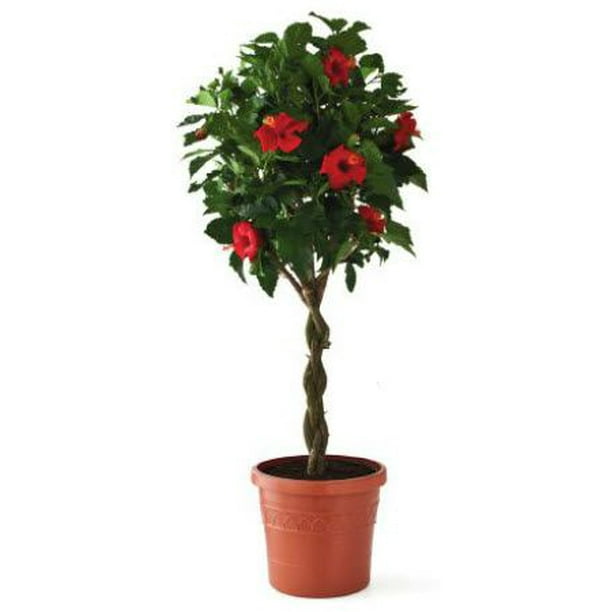 Island Blooms 10 Inch Hibiscus Braid Cork Walmart Com Walmart Com