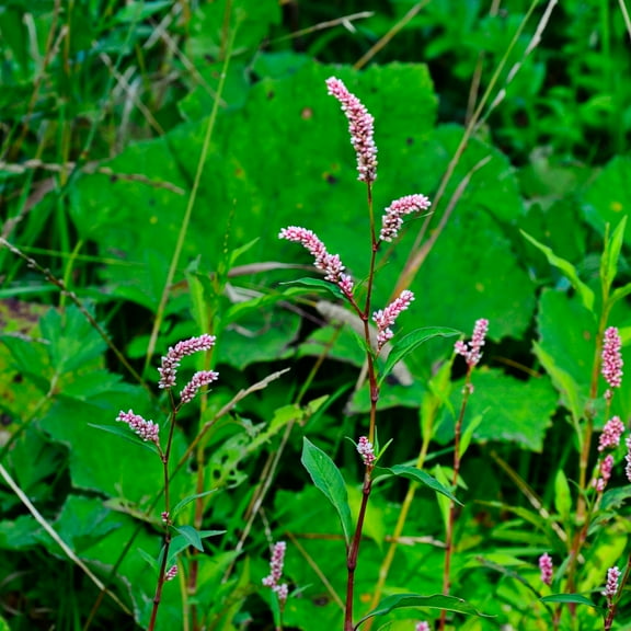 Water Pepper Herb Gardening Seeds - Akatade - 1 Lb ~168000 Seeds - Non-GMO, Heirloom - Microgreens & Herb Gardening