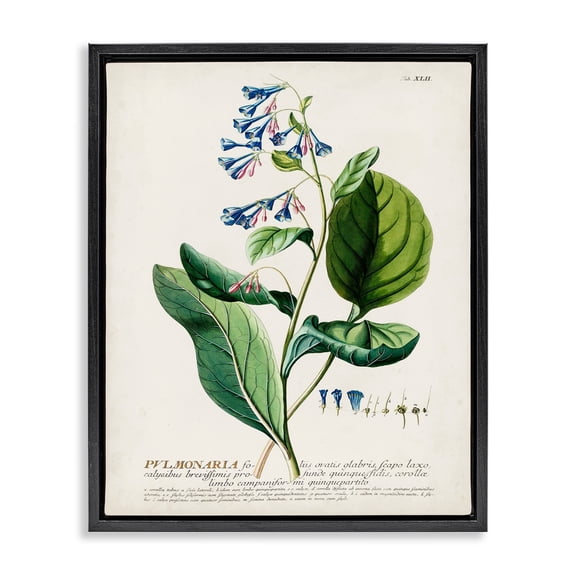 Stupell Industries Botanical Plant Illustration Blue Flowers Vintage Design Jet Black Framed Floating Canvas Wall Art, 16x20, by World Art Group