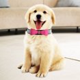thumbnail image 3 of Dog Collars,Pet Dog Harness Soft Retractable Dog Leash Dog Leash Breakthrough Technology, 3 of 12