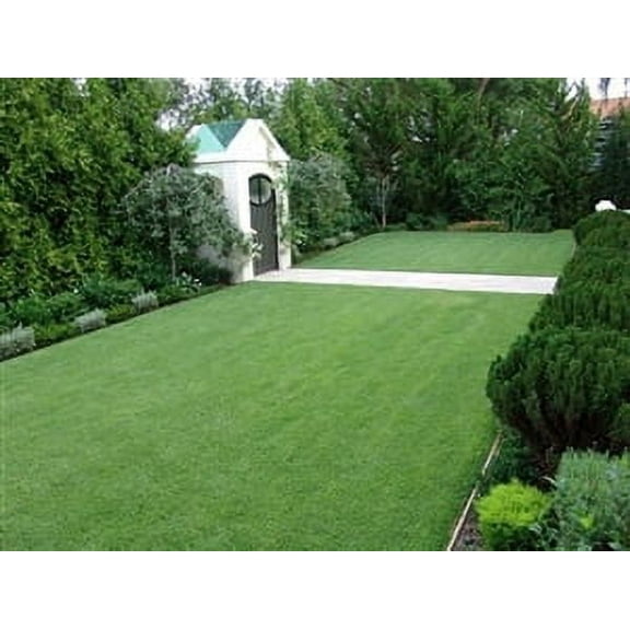 SeedRanch Zoysia Certified Grass Seed - 1 Lb.