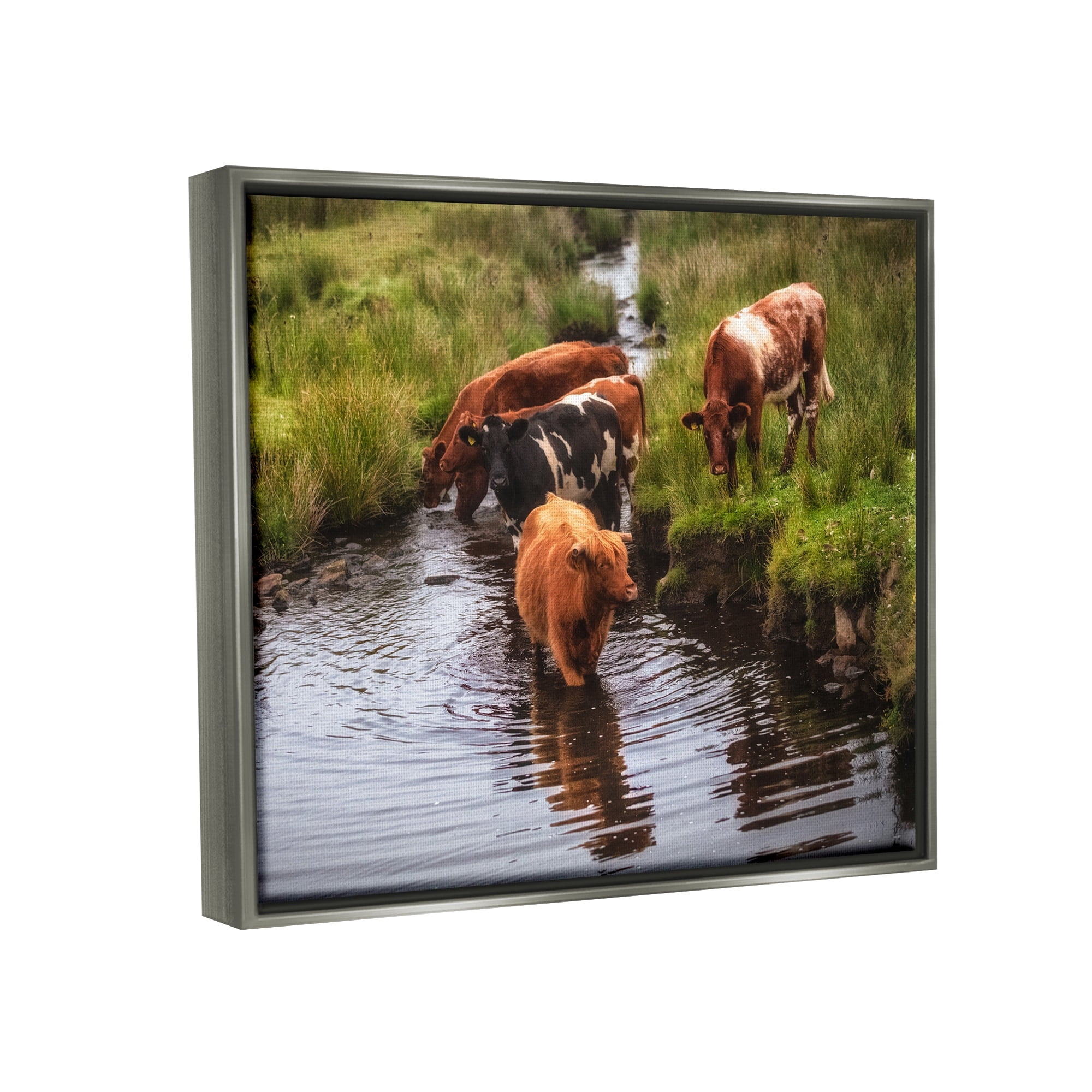 Stupell Industries Rural Cattle Enjoying Stream Water Between Grassland Photograph Luster Gray Floating Framed Canvas Print Wall Art, Design by James Dobson