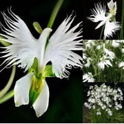 50 Japanese Radiata Seeds for Planting - White Egret Orchid - Fringed Orchid - Habenaria Radiata - Elegant, Rare Orchid Flower Plant