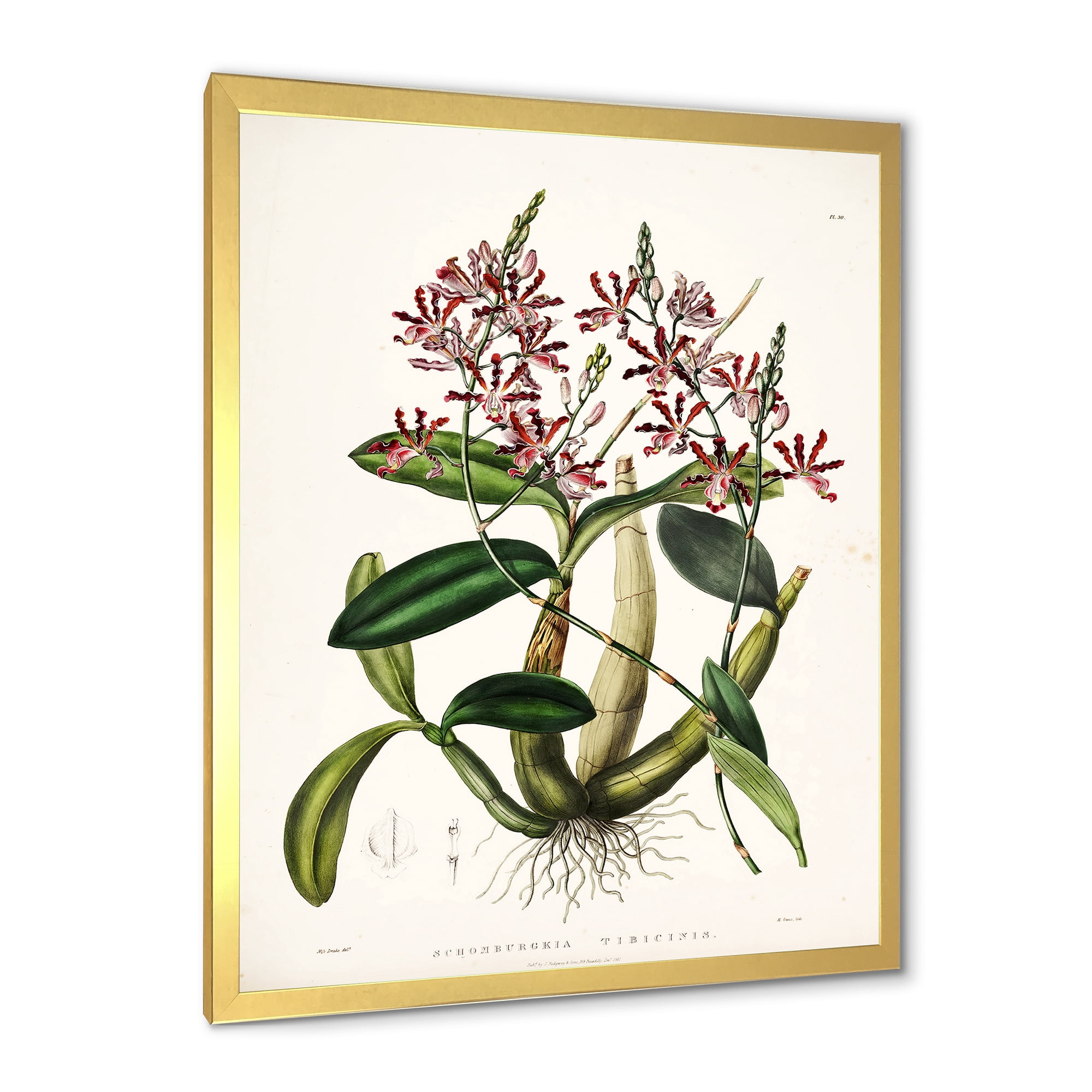 Designart 'Ancient Plant Life VII' Traditional Framed Art Print