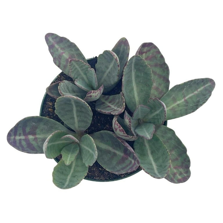 wall mounted indoor plant pots Raw Wall Planters Bundle