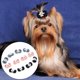thumbnail image 1 of Arcos Para El Cabello De , 12 Piezas Para Perros Cabello Elástico Banda De La Cuerda Arcos De Cachorro Arcos Para Perros Con Bandas De Gato Gato Bowknot, 1 of 7