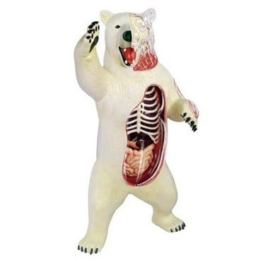 Brown Bear Anatomy Model