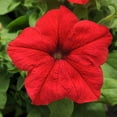 thumbnail image 4 of Altman Plants Red Petunia Flowers, 2.5 Qt. Pot, Part Shade, Flowering Live Plants, 4 of 8