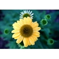thumbnail image 2 of Putman, Tammy 14x11 Black Ornate Wood Framed with Double Matting Museum Art Print Titled - Cone Flowers II, 2 of 4