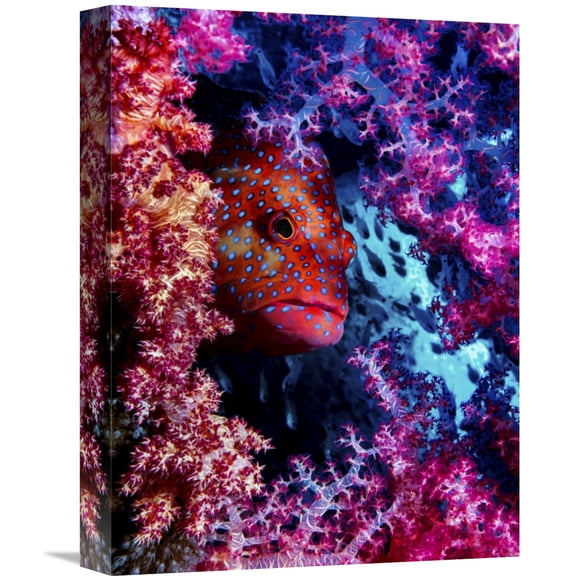 Global Gallery Dani Barchana,'Coral Hind' Stretched Canvas Artwork