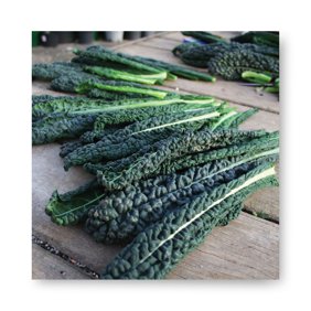 Harris Seeds Black Magic Lacinato Kale, Dark Green Heirloom-Style Kale, 1,000 Count