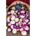 thumbnail image 3 of Purple Top White Globe Turnip Seeds/Annual/Full Sun/800 Seeds 2 Grams/Zellajake Farm and Garden- B99, 3 of 5