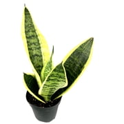 Sansaveria Futura Superba Snake Plant Air Purifying House Plants, 4 Pot
