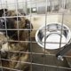 thumbnail image 4 of SHOWERORO Plato Para Comida Y De Mascotas Colgante Para Jaulas De Perros Y Roedores, 4 of 6