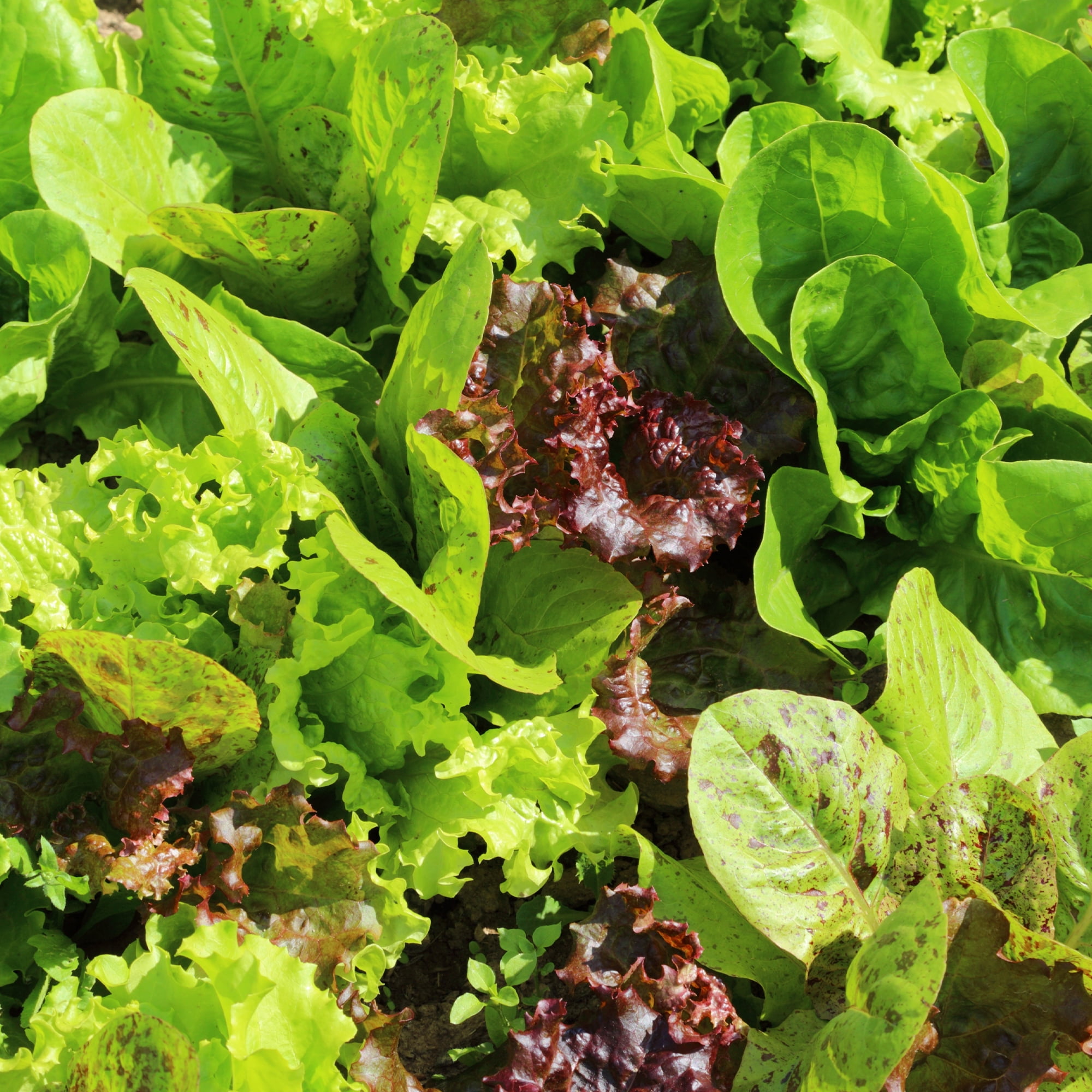 Fall & Winter Lettuce Seed Mix 1 Lb 400,000 Seeds Blend of Red