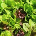 thumbnail image 1 of Fall & Winter Lettuce Seed Mix - 1 Lb ~400,000 Seeds - Blend of Red & Green Cool Weather Tolerant Lettuces - Non-GMO Gardening Seeds, 1 of 2