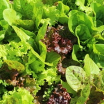 Organic Fall & Winter Mix Lettuce Seed 500 Mg – Heirloom, Non-GMO Cold-Weather Lettuce Blend – Fast-Growing Greens for Fall and Winter Harvest – Container or Garden Planting