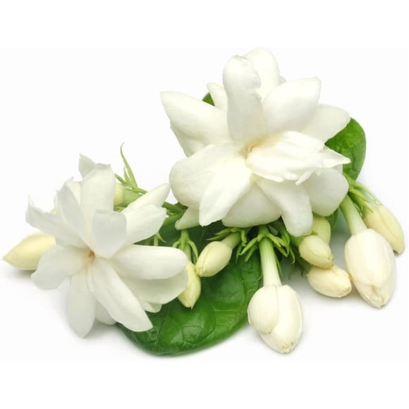 HIGHGW 50pcs Jasmine Seeds for Planting, Non-GMO Heirloom, 90% Germination Rate, Perennial Garden Bonsai Plant, No Experience Required, Easy to Grow