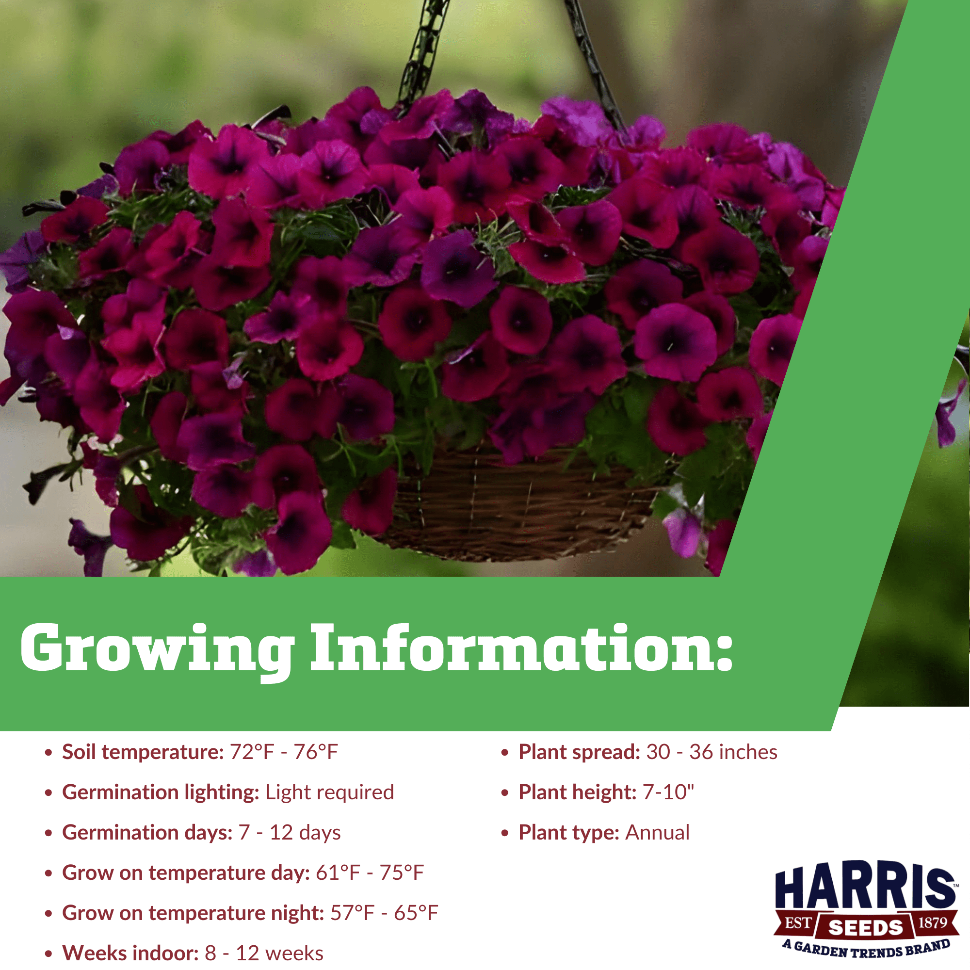 Harris Seeds Petunia Shock Wave Deep Purple F1 Seed - NON-GMO - 100 Pelleted Seeds