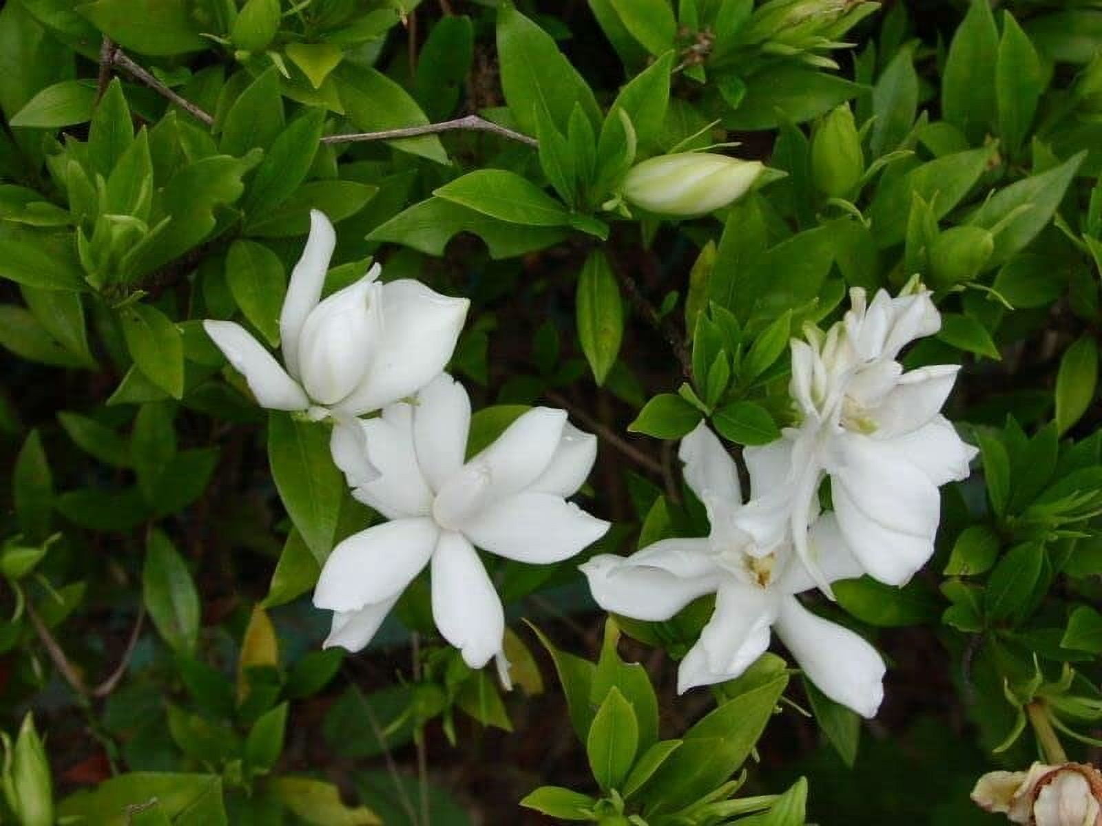 Gardenia Radicans Dwarf  3 Live Plants  Fragrant Blooming Shrub  Gardenia Jasminoides Cape Jasmine