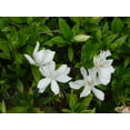 thumbnail image 6 of Gardenia Radicans Dwarf  10 Live Plants  Fragrant Blooming Shrub  Gardenia Jasminoides Cape Jasmine, 6 of 9