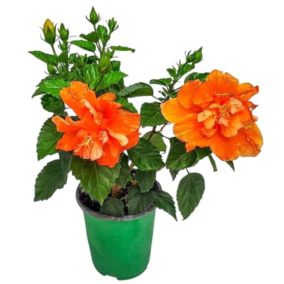Tropical Plants of Florida 16" to 18" Double Peach Flower Hibiscus Bush; Full Sunlight, 1 Gallon, Growers Pot